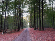 Las między Ochojcem i Kamieniem