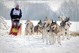 Psie zaprzęgi w Kraju Libereckim (foto: CzechTourism) 