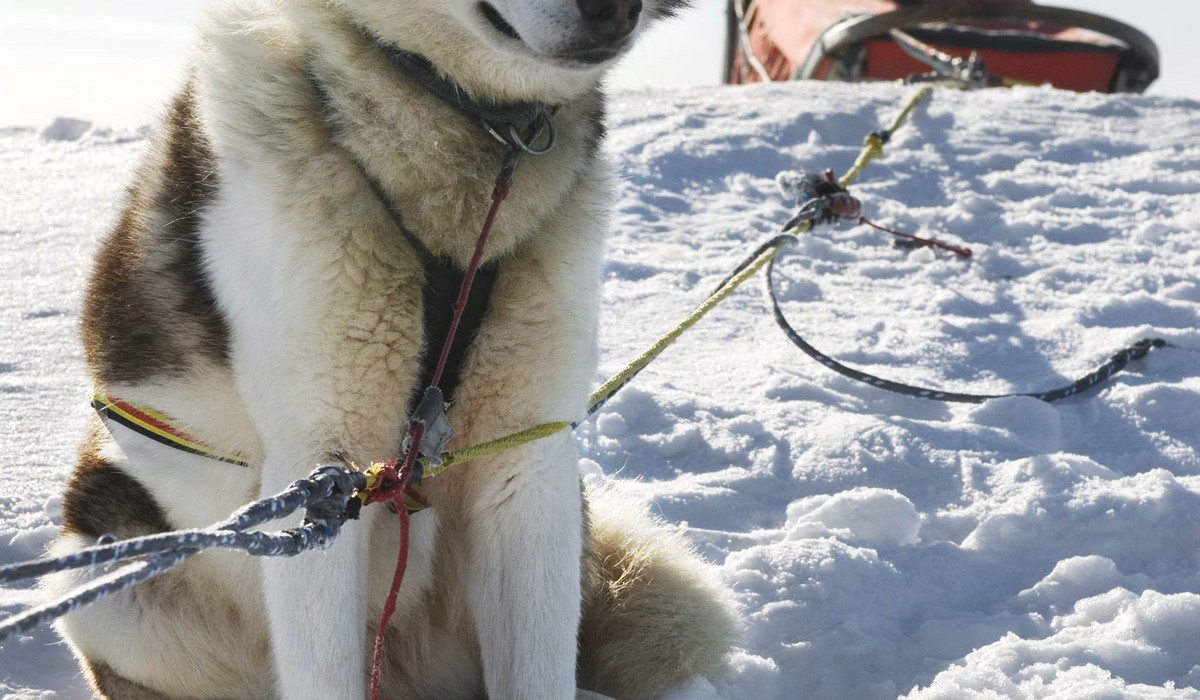 Zaprzęg śniezny (foto: C.H. - Visitnorway.com) Zaprzęg śniezny (foto: C.H. - Visitnorway.com)