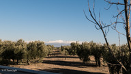 W drodze do z Malagi do Granady w oddali Sierra Nevada (foto: P.Tomczyk)