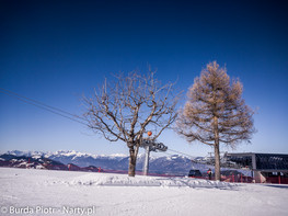 Wilder Kaiser drzewo przy rezydencji wiedźm Wilder Kaiser drzewo przy rezydencji wiedźm