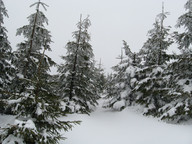 Szczyrk - Małe Skrzyczne - las