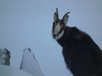 I co zdziwiony? (foto: Michał Nowak)