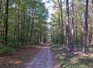 Las między Zwonowicami i Jankowicami