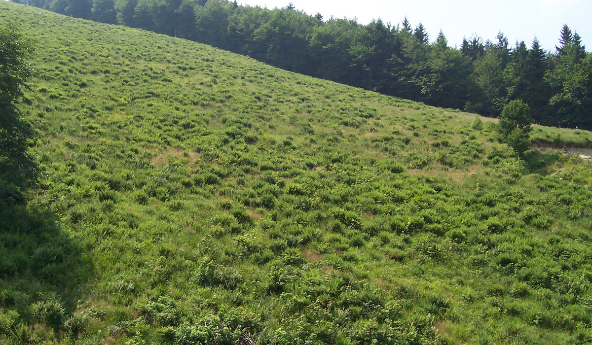 Polana na Szyndzielni (foto: Krzysztof Blachnicki) Polana na Szyndzielni (foto: Krzysztof Blachnicki)