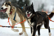 Słowacja - śnieżne psy- zaprzęg 6