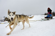 Słowacja - śnieżne psy- zaprzęg Haski 3