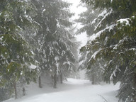 Szczyrk - Małe Skrzyczne- miedzy drzewami