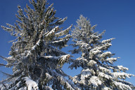 Zaśnieżone choinki