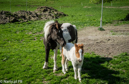 Mieszańcy farmy HOF AM SCHLOSS (foto: P. Burda) Mieszańcy farmy HOF AM SCHLOSS (foto: P. Burda)