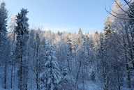 Biały las
