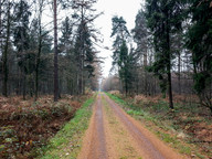 Długa prosta w lesie