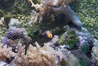 Park wodny Tatralandia, morskie akwarium przy wejściu