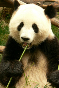Great Panda 1