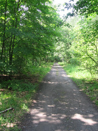 Większość tras przez lasy