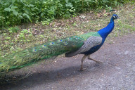 W drodze do Pszczyny- paw 2