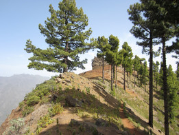 Transvulcania 2012- grań