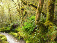 Nowa Zelandia - ścieżka pośród zieleni