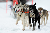 Słowacja - śnieżne psy- zaprzęg 3