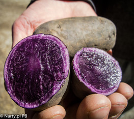Tak, to jest ziemniak, kartofel... fioletowy (foto: PB Narty.pl)