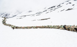 Val Senaler coroczne transhumance stada owiec (fot. Katerina Fiser)