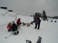 Rusiński- zaprzęg haski