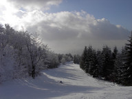 Stok pomiędzy drzewami