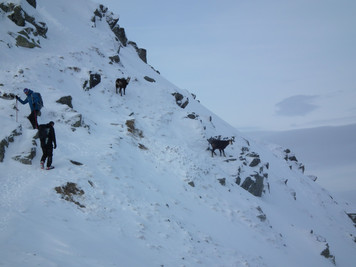 Spotkanie z Kozicą górską (foto: Michał Nowak)