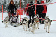 Słowacja - śnieżne psy- zaprzęg 4