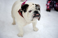 Słowacja - śnieżne psy- buldog