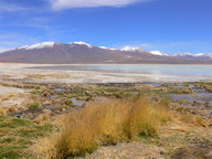 Bolivia Altiplano 1