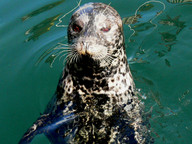Seal