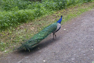 W drodze do Pszczyny- paw 3