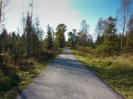 Asfaltowe ścieżki w lesie między Kuźnią Raciborską i Rudą 3