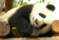 Great Panda