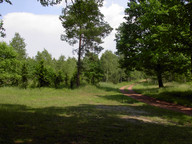 Młodnik na miejscu spalonego lasu