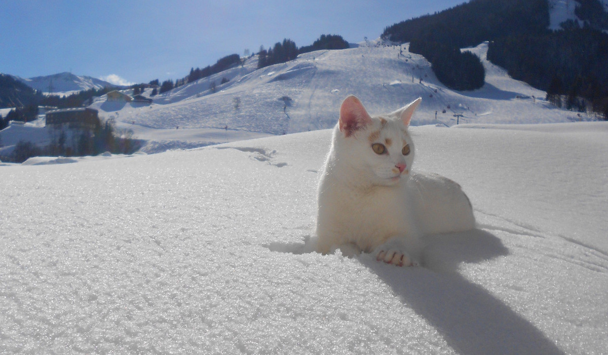 Hmm, kot na stoku (foto: Saalbach Hinterglemm) Hmm, kot na stoku (foto: Saalbach Hinterglemm)
