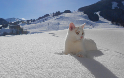 Hmm, kot na stoku (foto: Saalbach Hinterglemm)