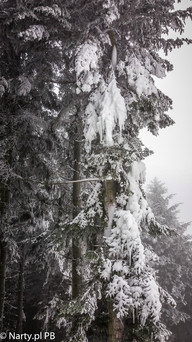 Piękna zima na Telegrafie (foto: PB Narty.pl)