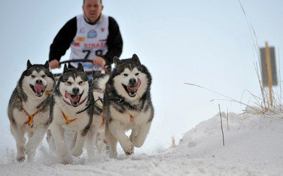 Donovaly - psie zaprzęgi