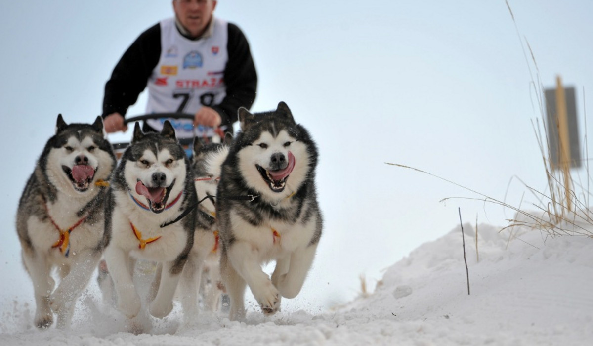 Donovaly - psie zaprzęgi