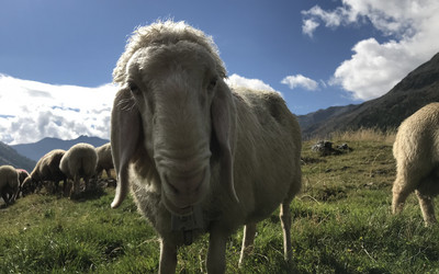 Transhumancja- przegon owiec do Maso Corto