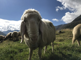 Transhumancja- przegon owiec do Maso Corto