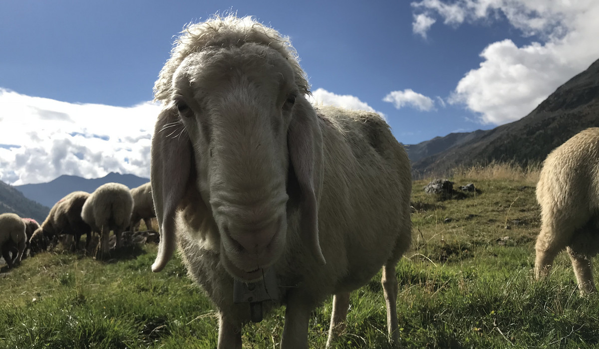 Transhumancja- przegon owiec do Maso Corto