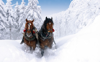 Agroturystyka (foto: Austria.info)