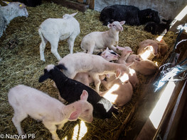 Mleko z własnej owczarni pozwala zachować autentyzm wytwarzanego tu sera (foto: PB Narty.pl)