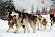 Słowacja - śnieżne psy- zaprzęg 5