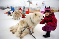 Słowacja - śnieżne psy- miśki 2