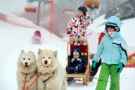 Słowacja - śnieżne psy- zaprzęg 9