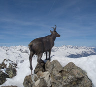 Kozica pilnująca szczytu